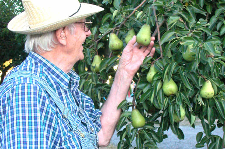 Personne âgée ceuillant un fruit