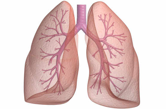 Dans l’asthme, les bronches sont irritées parce qu’elles sont enflammées.