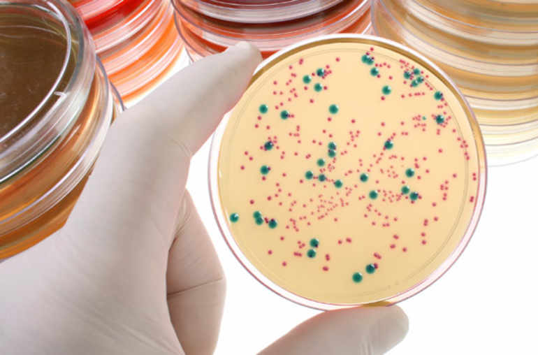 Nos bactéries intestinales pourraient augmenter l’efficacité de certains traitements anticancéreux