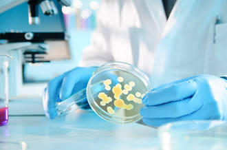 Les bactéries intestinales pourraient aider à lutter contre l’obésité