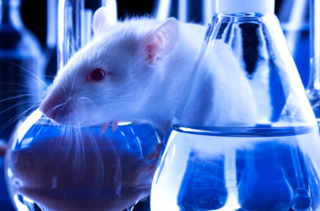Le binge drinking des rats adolescents conduit à l’alcoolisme des adultes 