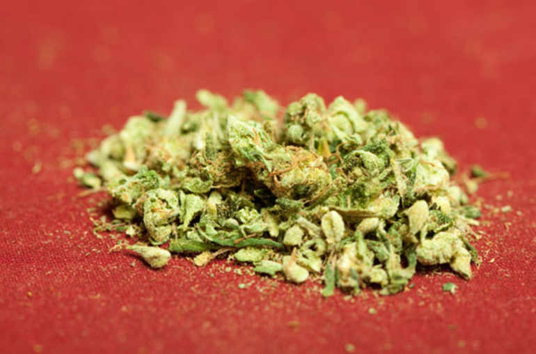 Cannabis: un potentiel stupéfiant