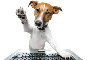 Un chien avec un ordinateur