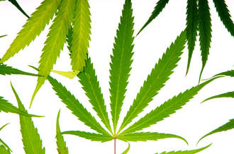 Feuilles de cannabis