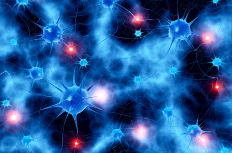 Neurones et système nerveux