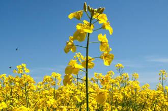 Colza en fleur