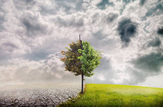 Arbre dans un environnement malsain et sain