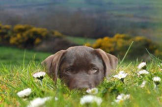 Du flair pour dépister le cancer