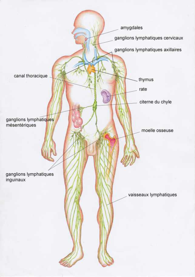 schéma corps humain