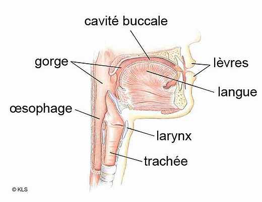 Détail du larynx