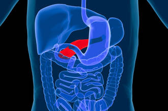 Pancreas