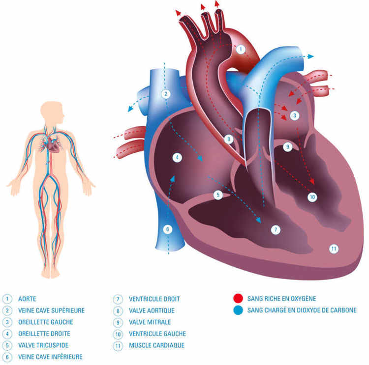 Notre cœur, ce fidèle serviteur aux 100 000 battements quotidiens