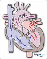 Image illustrant physio-pathologie