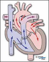 Image illustrant un coeur avec le sens du sang