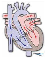 Physio-pathologie de la TGV