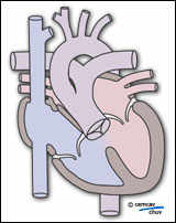 Tronc artériel : schéma