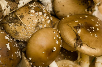 Elle est superbe, délicieuse et parfumée: l’amanite phalloïde, un poison de champignon