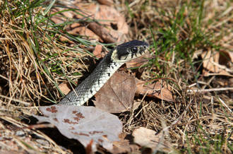 Promeneurs, méfiez-vous de ces animaux qui mordent