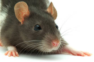 Les bactéries influencent-elles le comportement?