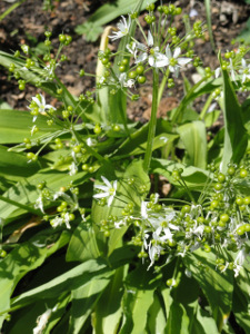 Plantes: des confusions dangereuses 