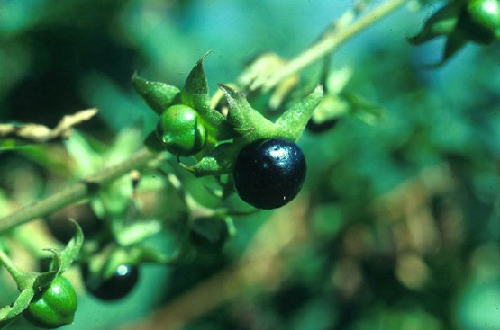 Les plantes dont il faut se méfier 