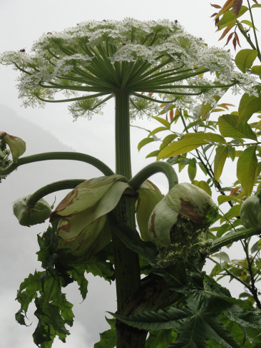 Les plantes dont il faut se méfier 