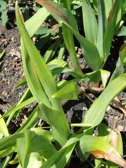 Plantes: des confusions dangereuses