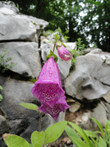 Les plantes dont il faut se méfier 