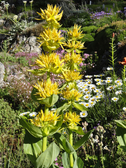 Plantes: des confusions dangereuses