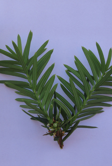 Les plantes dont il faut se méfier 