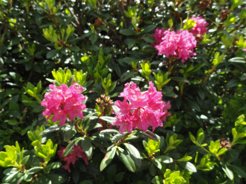 Les plantes dont il faut se méfier 