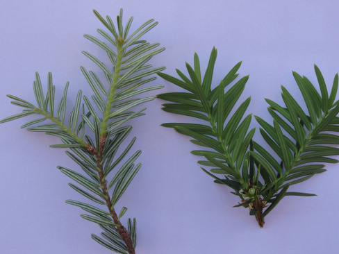 Plantes: des confusions dangereuses