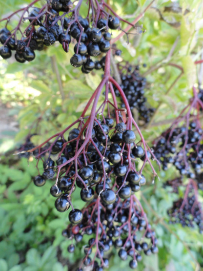 Plantes: des confusions dangereuses