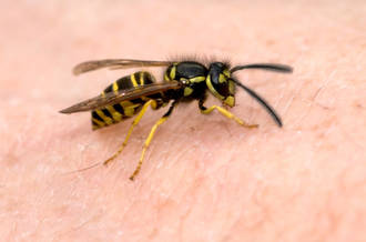 Une piqûre d’insecte peut être bien plus que désagréable