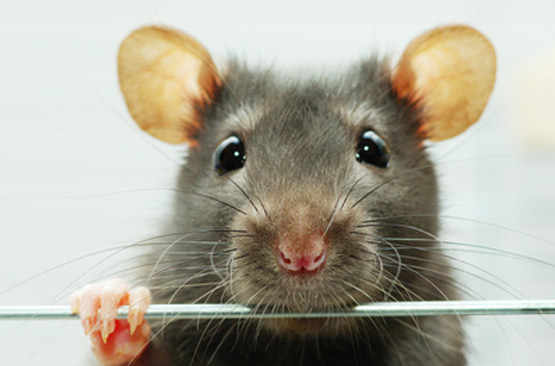 Un rat dans une cage