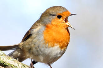 Rouge-gorge chantant