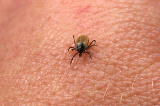 Tiques: protégez-vous!