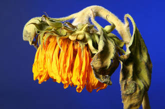 Tristesse, émotivité à fleur de peau... 