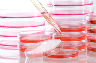 Cellules souches: un mini-foie humain voit le jour