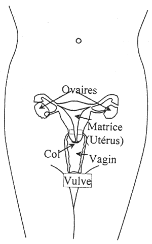 schéma de l'anatomie de la femme montrant en autres ses ovaire