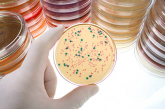 Le microbiote intestinal est un trésor pour la santé