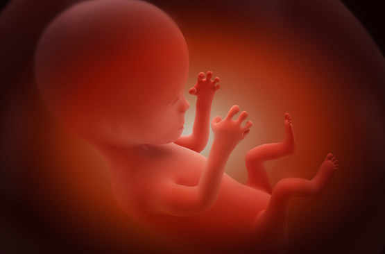 Un foetus