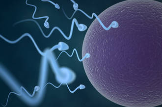 Spermatozoïdes et ovule