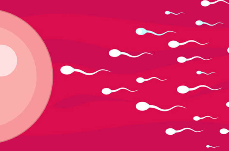 Spermatozoïdes devant l'ovule