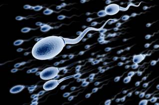 Le spermogramme permet de mesurer la mobilité, la concentration et la morphologie des spermatozoïdes
