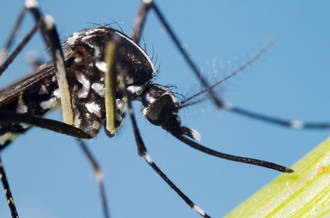 Comment se protéger du Zika, le virus qui s’attaque au fœtus
