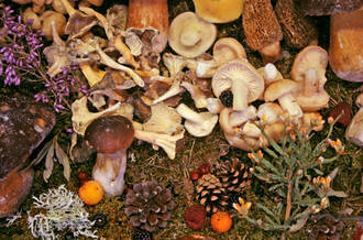 Intoxications par les champignons