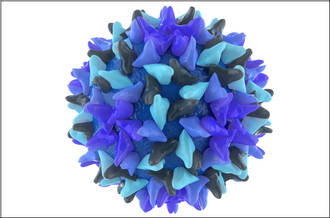 Les hépatites virales