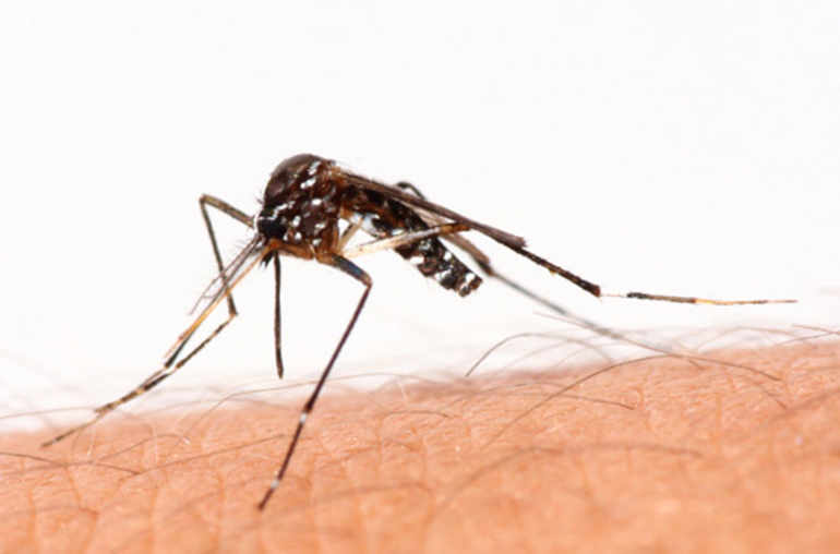 moustique qui transmet le paludisme