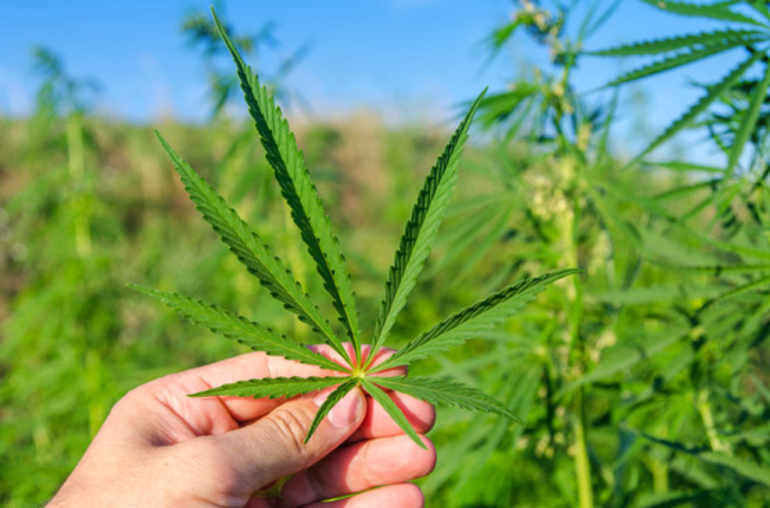 Cannabis: médicaments à l’horizon
